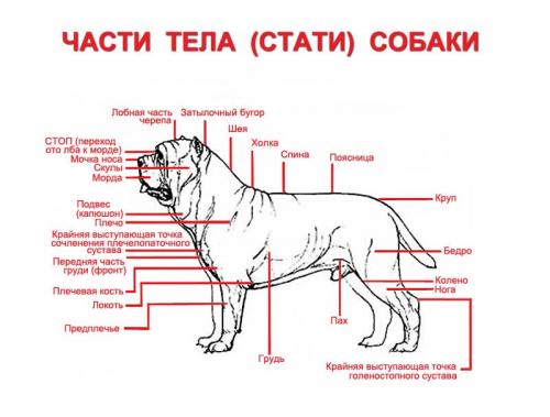 ЧАСТИ ТЕЛА