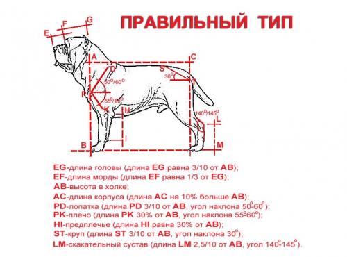 mastino_stand2