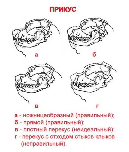 Как меняются зубы у шпица схема