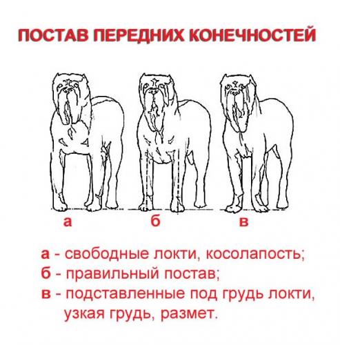 Постав. Свободные локти у собаки. Постав передних конечностей собаки. Постав конечностей у собаки.